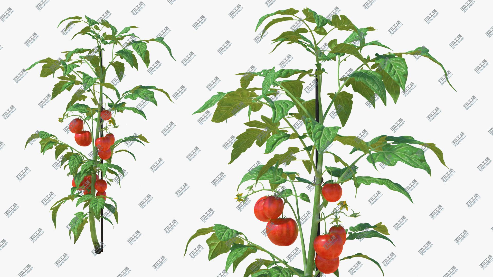 images/goods_img/202104021/3D Tomatoes Fruits and Flowers/2.jpg